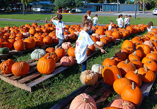   Kindergarten students explore a pumpkin patch